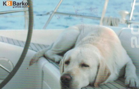 2011 Barko bílý pes