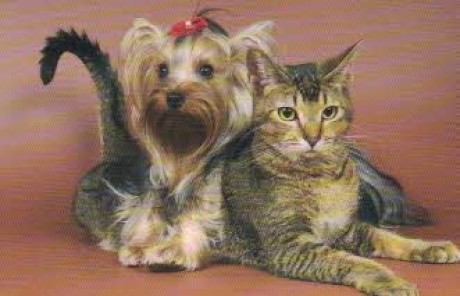 Yorkšík a kočka